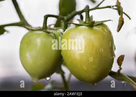 Grüner Tomatenobst wächst auf der Pflanze dicht mit Wassertröpfchen. Stockfoto