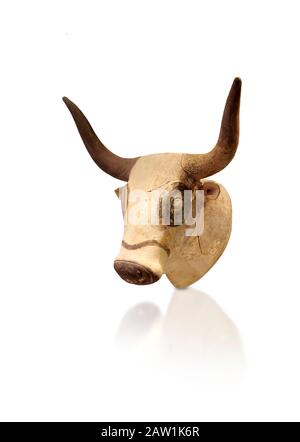 Minoan Bulls Kopfrhythmusgefäß, Machlos 1500-1450 v. Chr.; Archäologisches Museum Heraklion, weißer Hintergrund. Stockfoto