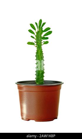 Euphorbia trigona isoliert auf weißem Grund. Saftige Milchkraut-Sprugpflanze isoliert auf weißem Grund. Stockfoto
