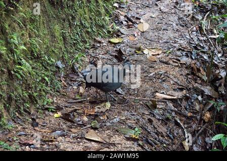 Graues Tinamou im Nebelwald, der die Osthänge der Anden bei Zamora in Ecuador bedeckt. Stockfoto