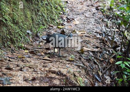 Graues Tinamou im Nebelwald, der die Osthänge der Anden bei Zamora in Ecuador bedeckt. Stockfoto