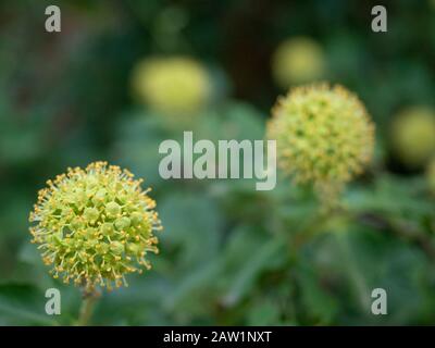 Nahaufnahme von eiigen Blumen. Stockfoto