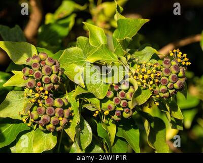 Ivy Blätter und Früchte. Stockfoto