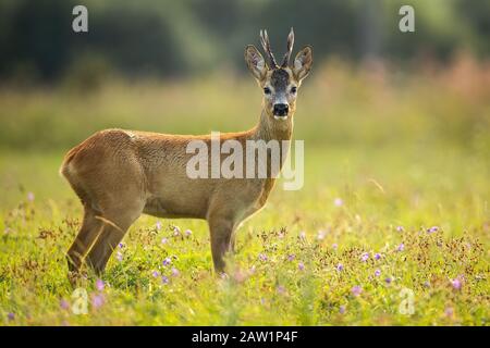 Schöner Rehe inmitten des sommerlichen Wildblumenfeldes Stockfoto
