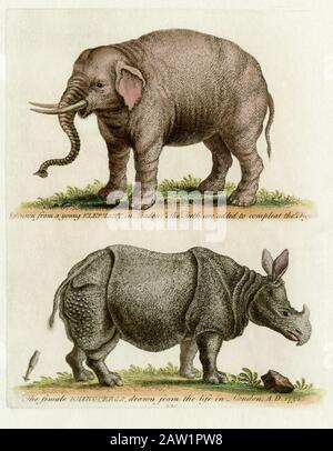 Junger Elefant und weibliches Nashorn, gezeichnet aus dem Leben des englischen Naturforschers und Ornithologen George Edwards (1694-1773). Farbige Gravur aus dem Jahr 1752. Edwards' Bildunterschrift unter den Elefanten sagt: „Die Zähne werden hinzugefügt, um die Figur zu ergänzen“ – vermutlich bezogen auf die Stoßzähne des Tieres. Stockfoto