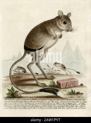 Pochierte Jerboa und springende Jerboas aus dem Leben des englischen Naturforschers und Ornithologen George Edwards (1694–1773). Farbstich aus dem Jahr 1752. Edwards’ Bildunterschrift erklärt, dass das Jerboa-Modell für seine Zeichnungen „jetzt Eigentum von Mr. Scarlett, Optician, von St. Ann’s Church, Westminster, während Mr. Blw, Bibliothekar des Inneren Tempels, in letzter Zeit auch einen von ihnen lebte. Edwards fügt dann die Bemerkung hinzu: „Es ist bemerkenswert, dass er wie ein Vogel auf seine Hinterbeine hüpft, niemals seine Vorderpfoten auf den Boden setzt, sondern sie im Allgemeinen in eurem Furr unter seiner Kehle versteckt.“ Stockfoto