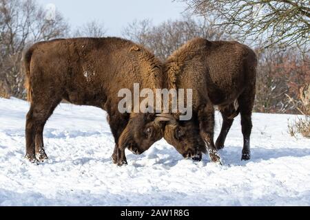 Majestätische Holzbisons in einem Territorialduell auf Schnee Stockfoto