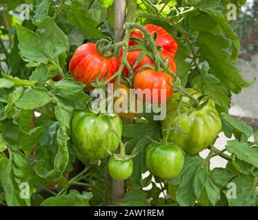 Nahaufnahme der großen Truss von reifenden, gestreiften Hirloom-Stopfer-Tomaten auf der Rebe im Sommer im heimischen Gewächshaus, England Großbritannien. Stockfoto