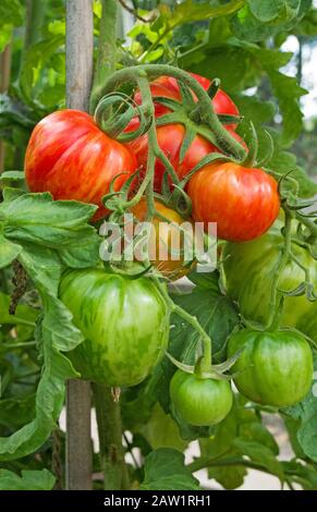 Nahaufnahme der großen Truss von reifenden, gestreiften Hirloom-Stopfer-Tomaten auf der Rebe im Sommer im heimischen Gewächshaus, England Großbritannien. Stockfoto