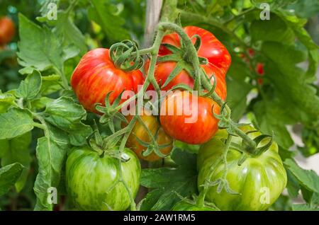 Nahaufnahme der großen Truss von reifenden, gestreiften Hirloom-Stopfer-Tomaten auf der Rebe im Sommer im heimischen Gewächshaus, England Großbritannien. Stockfoto