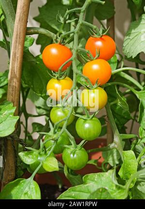 Truss von Sungold Tomatoes reifen auf der Rebe im Sommer Sonnenschein im englischen Garten Stockfoto