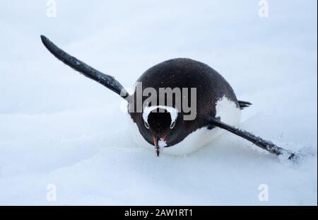 Pinguine gleiten, anstatt auf dem Schnee bergab zu laufen, während sie zum Oken hinabfahren, um zu füttern, Ronge Island, Graham Land, Antarktis Stockfoto