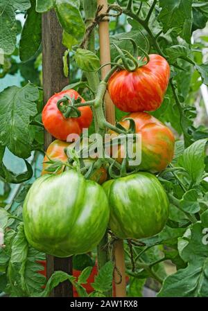 Nahaufnahme der großen Truss von reifenden, gestreiften Hirloom-Stopfer-Tomaten auf der Rebe im Sommer im heimischen Gewächshaus, England Großbritannien. Stockfoto