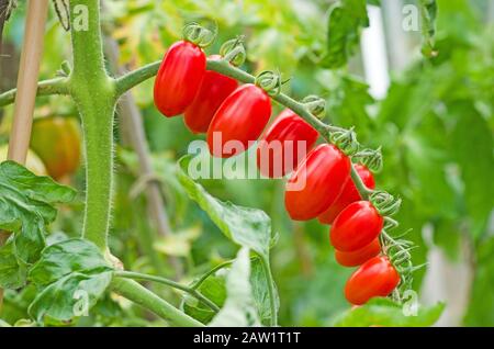 Nahaufnahme der Traufe von Babyplaumen Santonio Tomaten, die im Sommer bei Sonnenschein im englischen heimischen Gewächshaus reifen, England Großbritannien Stockfoto