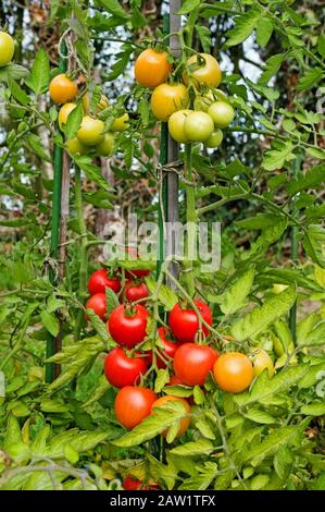 Nahaufnahme der Mountain Magic Tomaten, die im Sommer bei Sonnenschein im englischen Garten im September in Großbritannien an der Rebe reifen Stockfoto