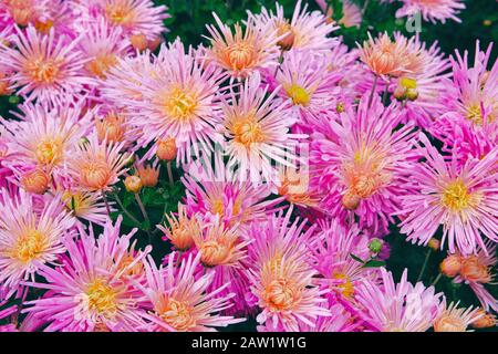 Violette und violette Chrysantheme in Kindergarten und Gartenladen für Landschaftsgestaltung. Chrysanthemum-Tapete. Geblümter, heller aufblühender Hintergrund. Nahaufnahme Stockfoto