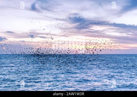 Murmaturierung von Starlingen. Eine riesige, lärmende Vogelschar über dem offenen Wasser des Meeres. Ausbildung im Flug mit Wirbeln. Brighton, Großbritannien. Stockfoto