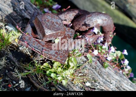 Details aus verwittertem Holzholz und verrosteter Metallkette, Princes Wharf, Waitemata Harbour, Auckland, Neuseeland Stockfoto