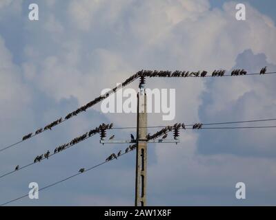 Gewöhnliche Sternenvögel auf elektrischen Drähten in ländlicher Umgebung unter blauem Himmel und weißen Wolken. Abstrakte Ansicht mit niedrigem Winkel. Sturnus vulgaris. Tierwelt, Natur Stockfoto