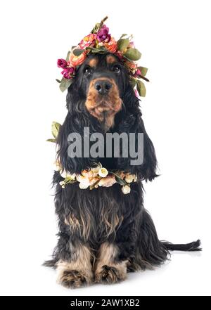Cocker Spaniel vor weißem Hintergrund Stockfoto