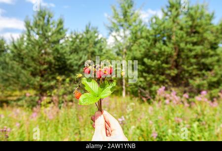 Haufen von wilden Erdbeeren in einer Hand vor dem Hintergrund des Waldes Stockfoto