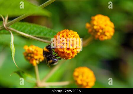 Nahaufnahme der "Buddleia globosa" (Golden Ball) mit einer Hummelbiene auf ihr, in einem Garten in Fife, Schottland. Stockfoto