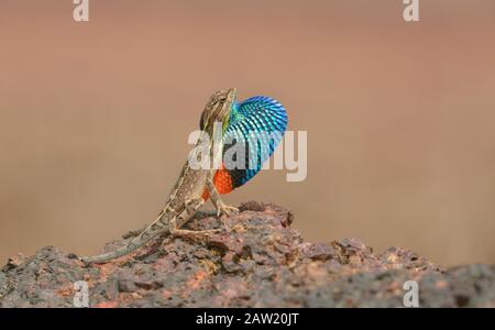 Fan-Throated Lizard, Sitana ponticeriana, Satara, Indien Stockfoto