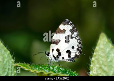 Angled Pierrot Butterfly, Caleta decidia, Kas, Satara, Maharashtra, Indien Stockfoto