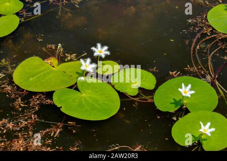 Wasser Snowflake (Kumudini) im Teich, Nymphoides indica Kas Plateau, Satara, Maharashtra, Indien. Schnell wachsende, mehrjährige Wasserpflanze. Stockfoto