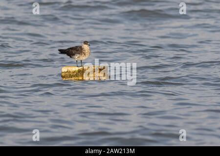 Artic Skua, parasitär jaeger vor der Küste von Alibaug, Maharashtra, Indien Stockfoto