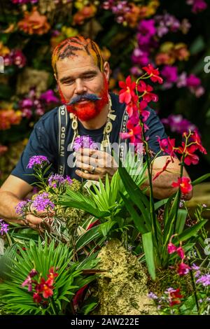 London, Großbritannien. Februar 2020. Das botanische Personal nimmt die letzten Änderungen an der Anzeige vor - Kew Gardens' erstes Orchideenfestival, das sich auf das Land Indonesien im Princess of Wales Conservatory bethema hat. Credit: Guy Bell/Alamy Live News Stockfoto