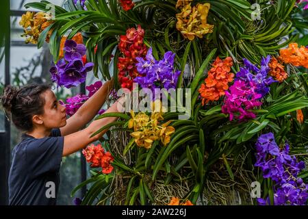 London, Großbritannien. Februar 2020. Das botanische Personal nimmt die letzten Änderungen an der Anzeige vor - Kew Gardens' erstes Orchideenfestival, das sich auf das Land Indonesien im Princess of Wales Conservatory bethema hat. Credit: Guy Bell/Alamy Live News Stockfoto