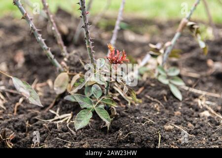Rosarium. Nahaufnahme des Rosengüschens im Frühjahr Stockfoto