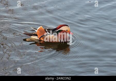 Bunte Mandarine Ente Schwimmen in einem See Stockfoto