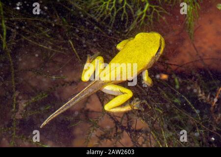 Europäischer Treefrosch, gewöhnlicher Treefrosch, mitteleuropäischer Treefrosch (Hyla arborea), kurz vor Abschluss der Metamorphose, Deutschland, Bayern Stockfoto