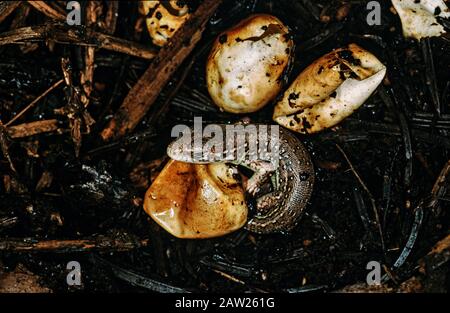 Sandeidechse (Lacerta agilis), Eier mit schlüpfenden Jungtieren, Deutschland Stockfoto