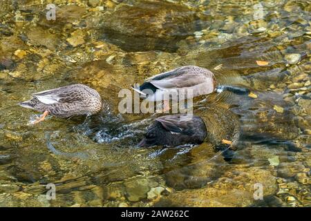 Mallard (Anas platyrhynchos), drei Dabbling, eine Farbe Morph, Deutschland, Bayern Stockfoto