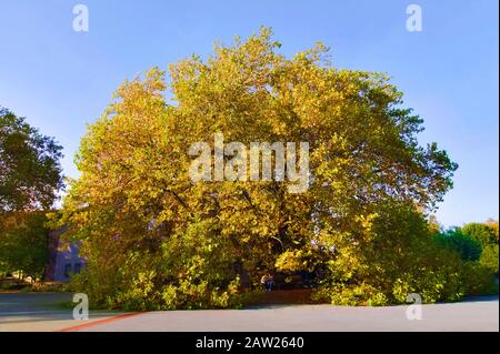 Europäisches Flugzeug, Ahorn-verschachteltes Flugzeug, Londoner Flugzeug, Londoner Planetree (Platanus hispanica, Platanus x hybrida, Platanus hybrida, Platanus acerifolia), im Herbst, Deutschland, Nordrhein-Westfalen Stockfoto