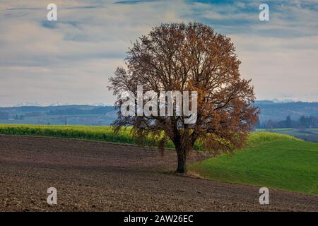Eiche (Quercus spec.), großer Einzelbaum mit Herbstlaub in den Voralpen, Deutschland, Bayern, Isental Stockfoto