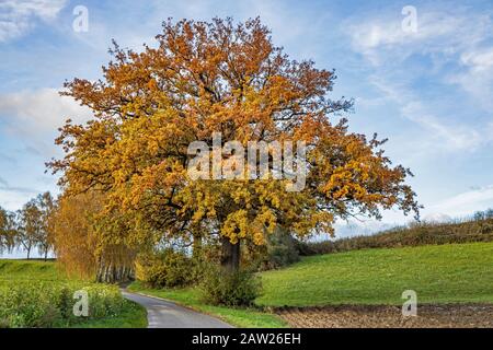 Gewöhnliche Eiche, Stieleiche, englische Eiche (Quercus robur. Quercus pedunculata), Herbstfarben, Deutschland, Bayern, Isental Stockfoto