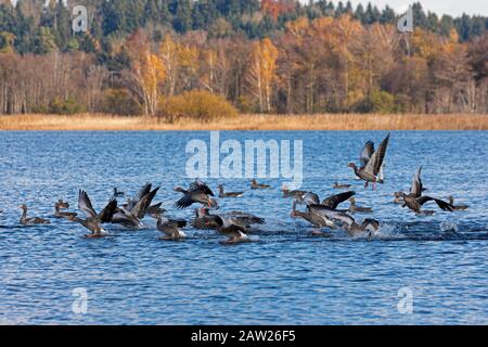 Graylat-Gans (Anser Anser), Landing on a Lake in autums landscape, Deutschland, Bayern Stockfoto