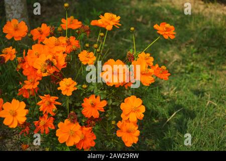 Nahaufnahme der roten Kosmos Sulfureus Blumenpflanzen mit Knospen und grünen Blättern, die im Garten wachsen, selektive Fokussierung Stockfoto