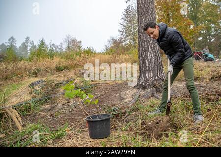 Vorbereitung von Löchern im Wald für die Anpflanzung junger Bäume Stockfoto