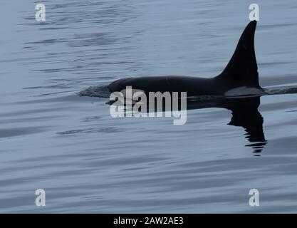 Enge Begegnung mit einem Killerwal (Orcinus Orca), der sich in den eisigen Gewässern entlang der Küste der Antarktiischen Halbinsel, der Antarktis, ernährt Stockfoto
