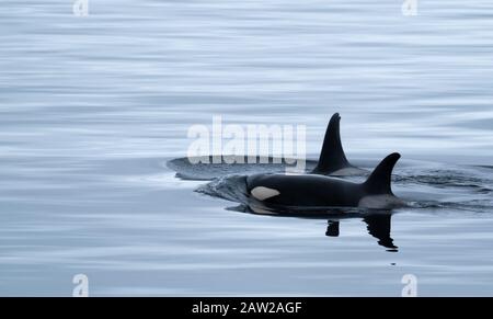 Enge Begegnung mit einem Killerwal (Orcinus Orca), der sich in den eisigen Gewässern entlang der Küste der Antarktiischen Halbinsel, der Antarktis, ernährt Stockfoto