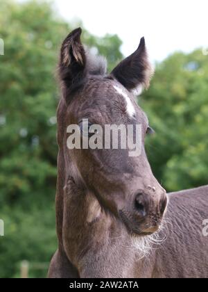 Neben der Mutter steht ein ziemlich junges Fohlen. Stockfoto