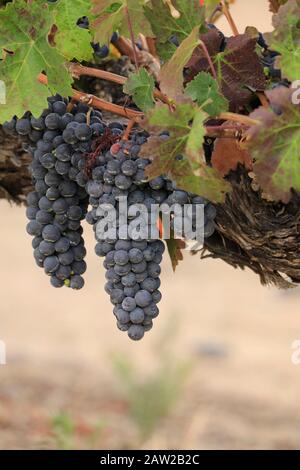 Weinberg am Jordan Estate in den Cape Winelands in der Provinz Westkap-Südafrika. Stockfoto
