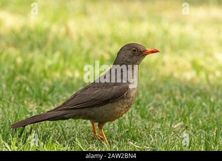 Karoo Thrush (Turdus smithi) Erwachsener steht im November auf Rasen in Johannesburg, Südafrika Stockfoto