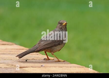 Karoo Thrush (Turdus smithi) Erwachsener, der im November an der Mauer in Johannesburg, Südafrika, steht Stockfoto