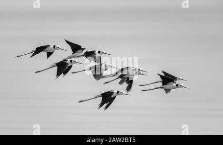 Eine Schar von Schwarzgeld-Stelzen, die über Wasser fliegen Stockfoto